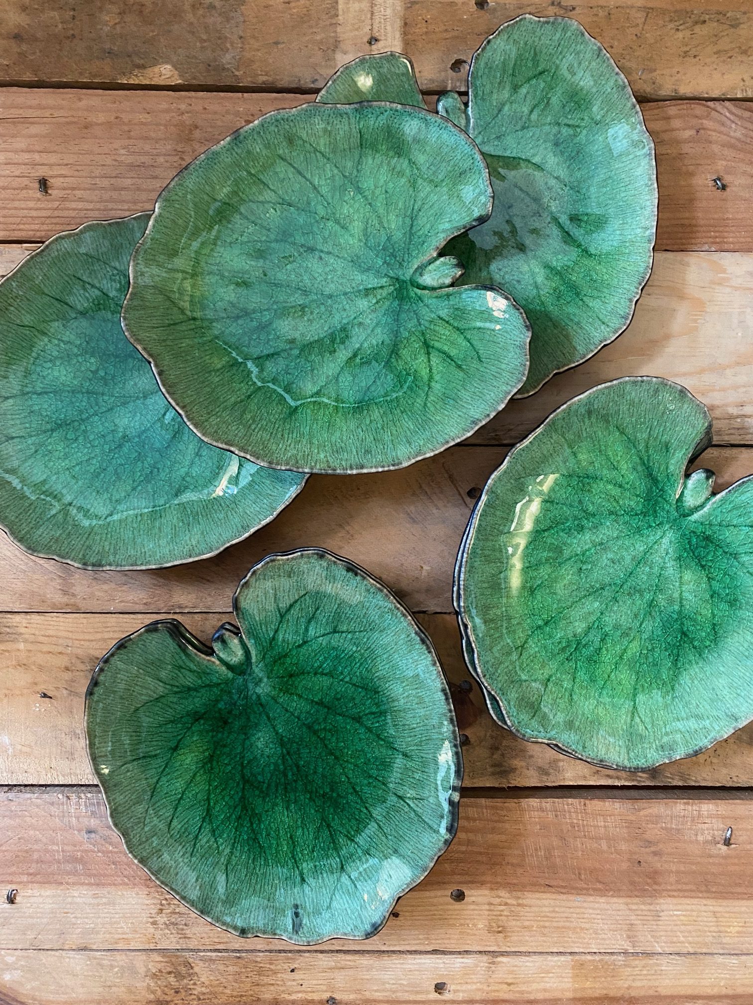 Hoja nenúfar verde